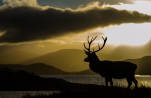 An early rise can bring the opportunity to photograph our magnificent stags silhouetted against spectacular backdrops.