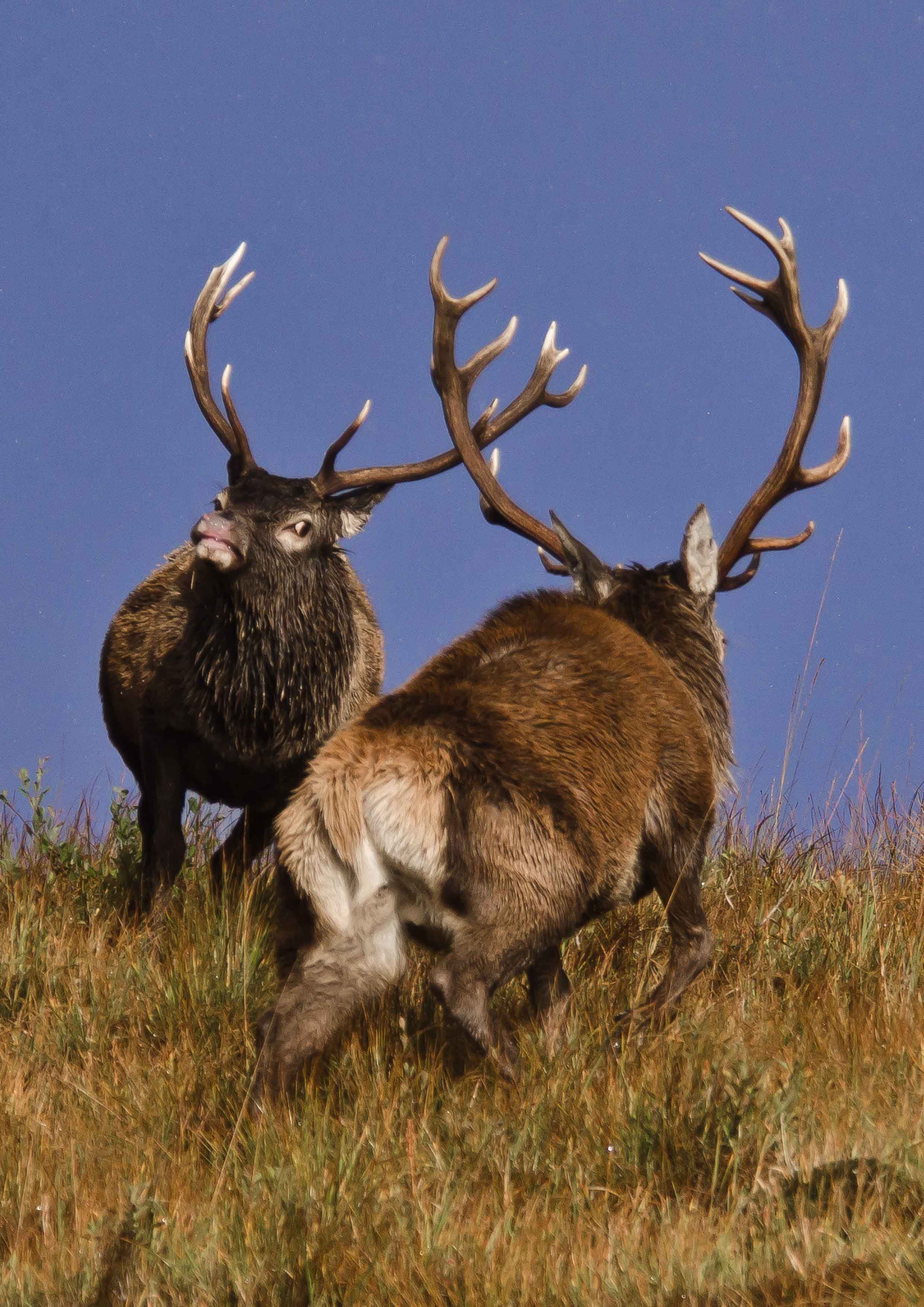 Red deer - Wildlife safaris and scenic tours the Scottish Highlands