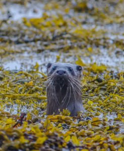 Otters often hunt amongst the seaweed in the Lochs on the west coast. Best to look around low tide or just after