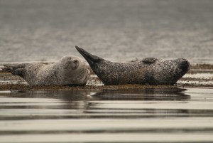 Common or harbour seals regularly haul out usually on rocky islets. In many places they can be seen from the road side.
