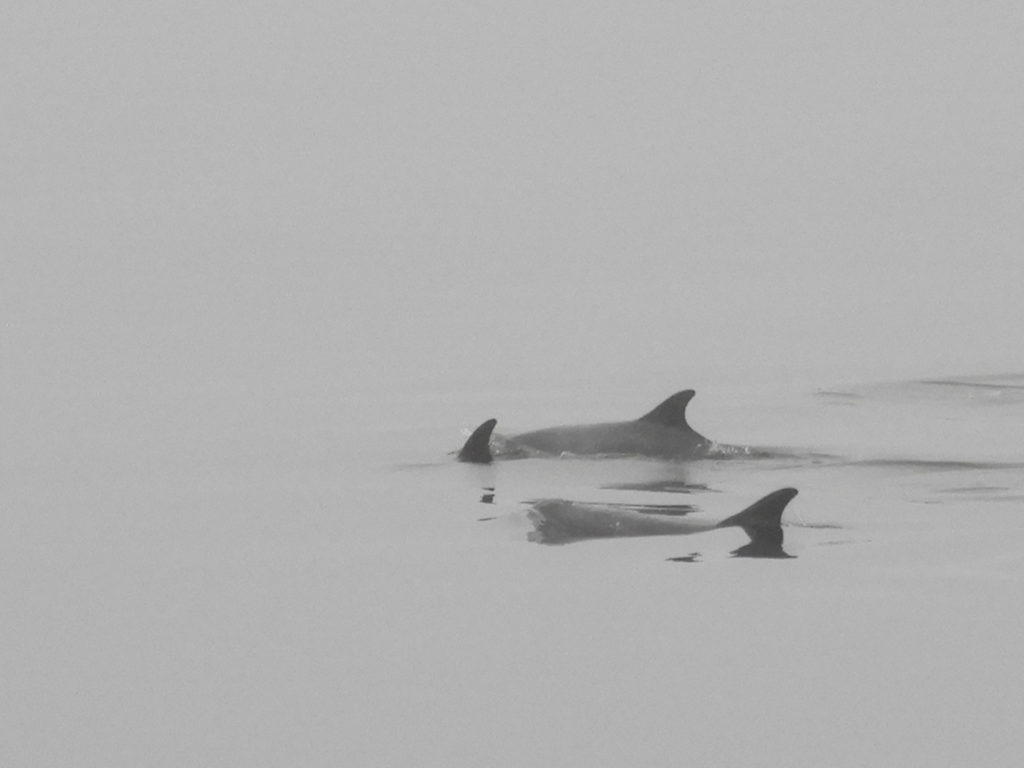 Bottle nosed dolphins