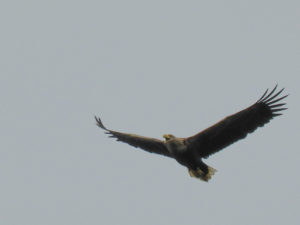 White tailed eagle on Mull