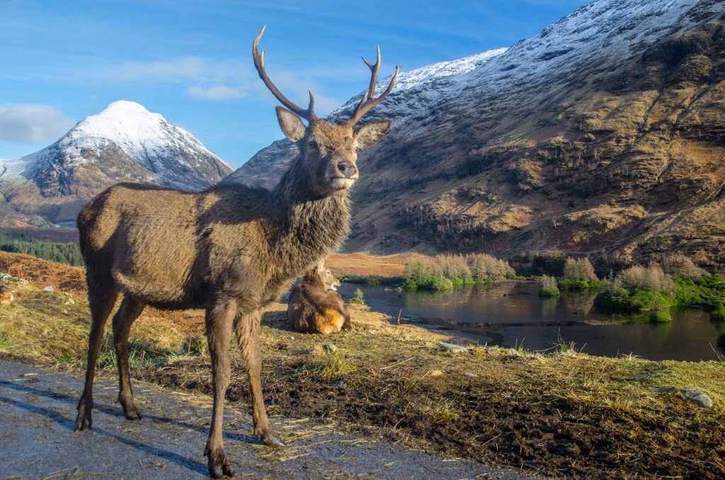 Glen Etive stag