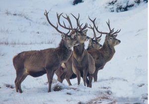 Stags in the snow